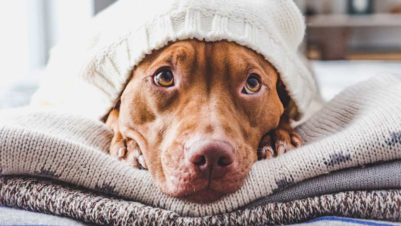 cão com frio debaixo de cobertores